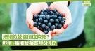 冰鲜野生蓝莓较小粒，营养价值较低？野生vs种植蓝莓