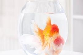水来了